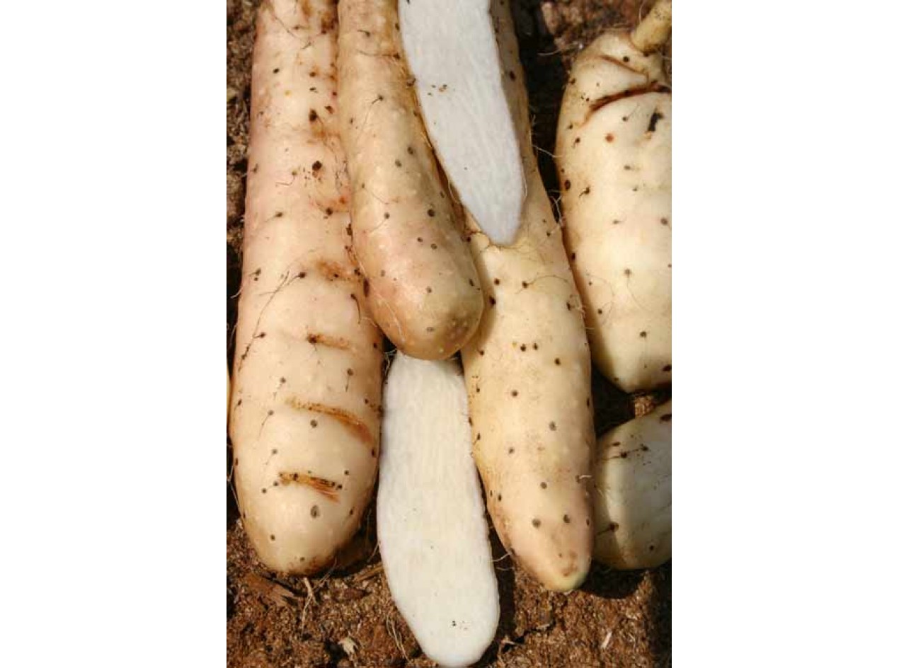 Chinese Mountain Yam Aerial Tubers