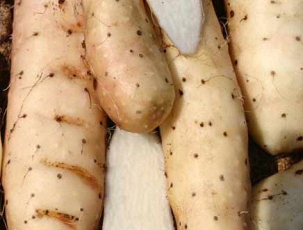 Chinese Mountain Yam Aerial Tubers Chinese Mountain Yam Aerial Tubers