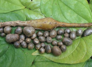 Chinese Mountain Yam Aerial Tubers