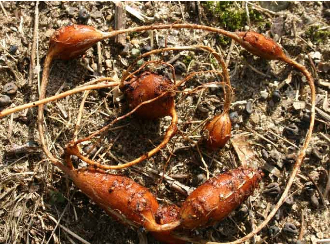 Densituberous Groundnut