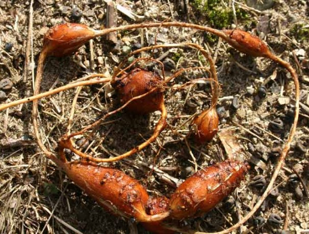 Densituberous Groundnut Densituberous Groundnut