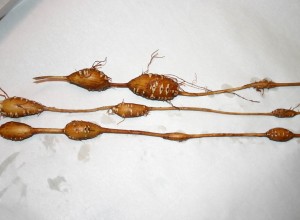 Densituberous Groundnut