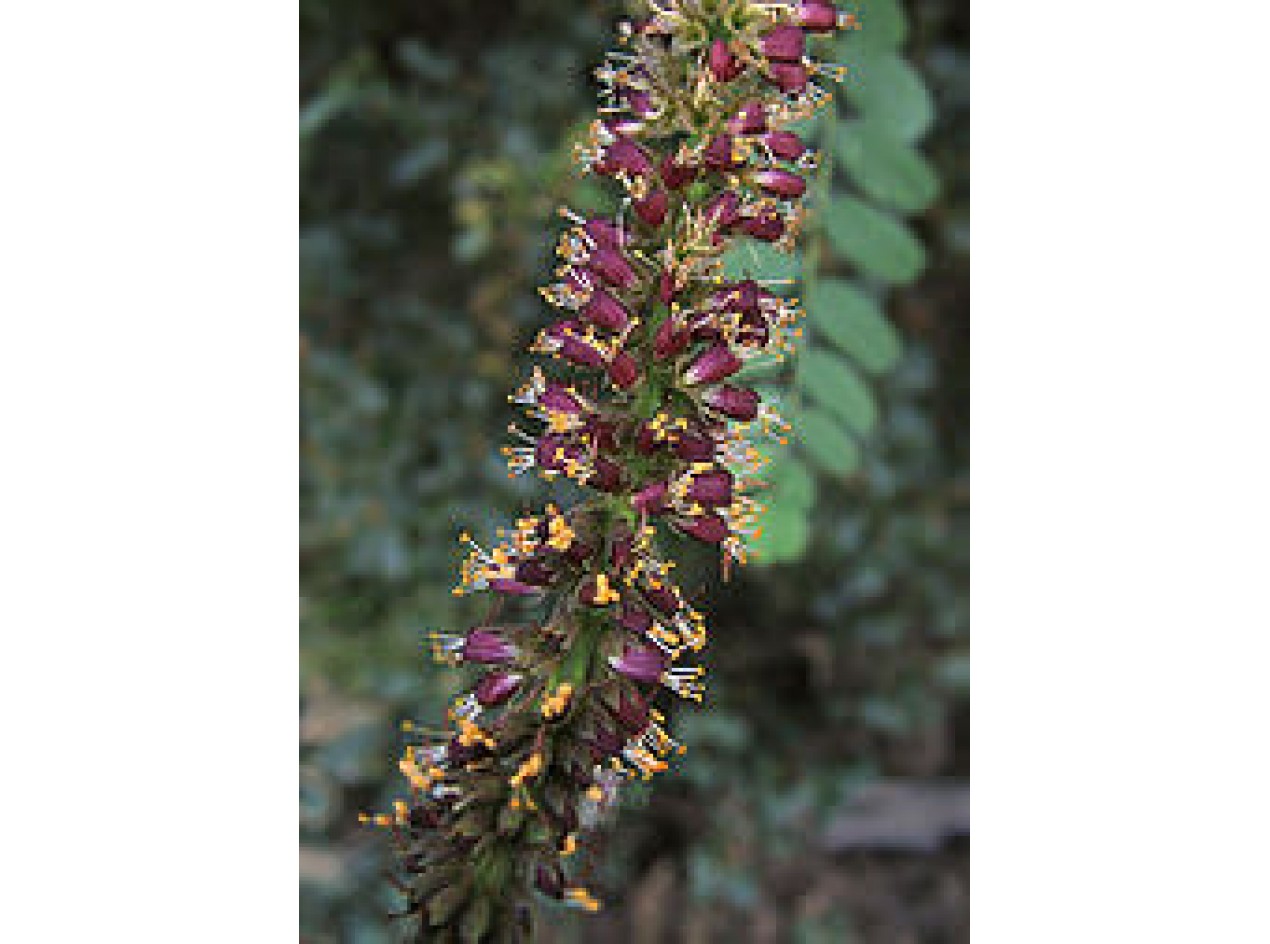 California False Indigo