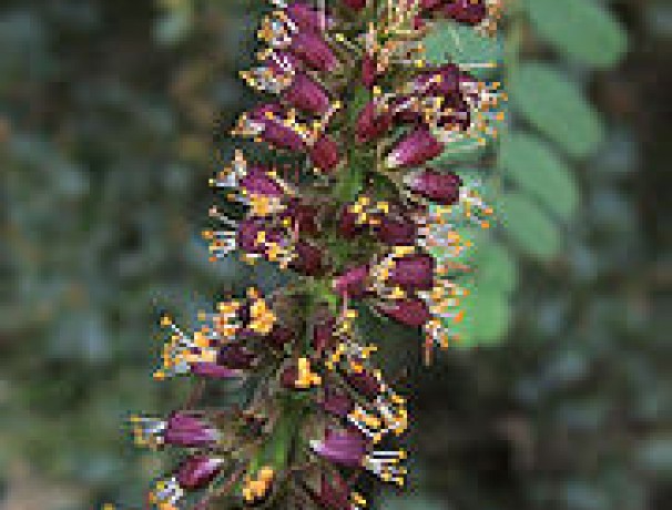 California False Indigo
