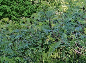 California False Indigo