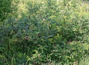 California False Indigo