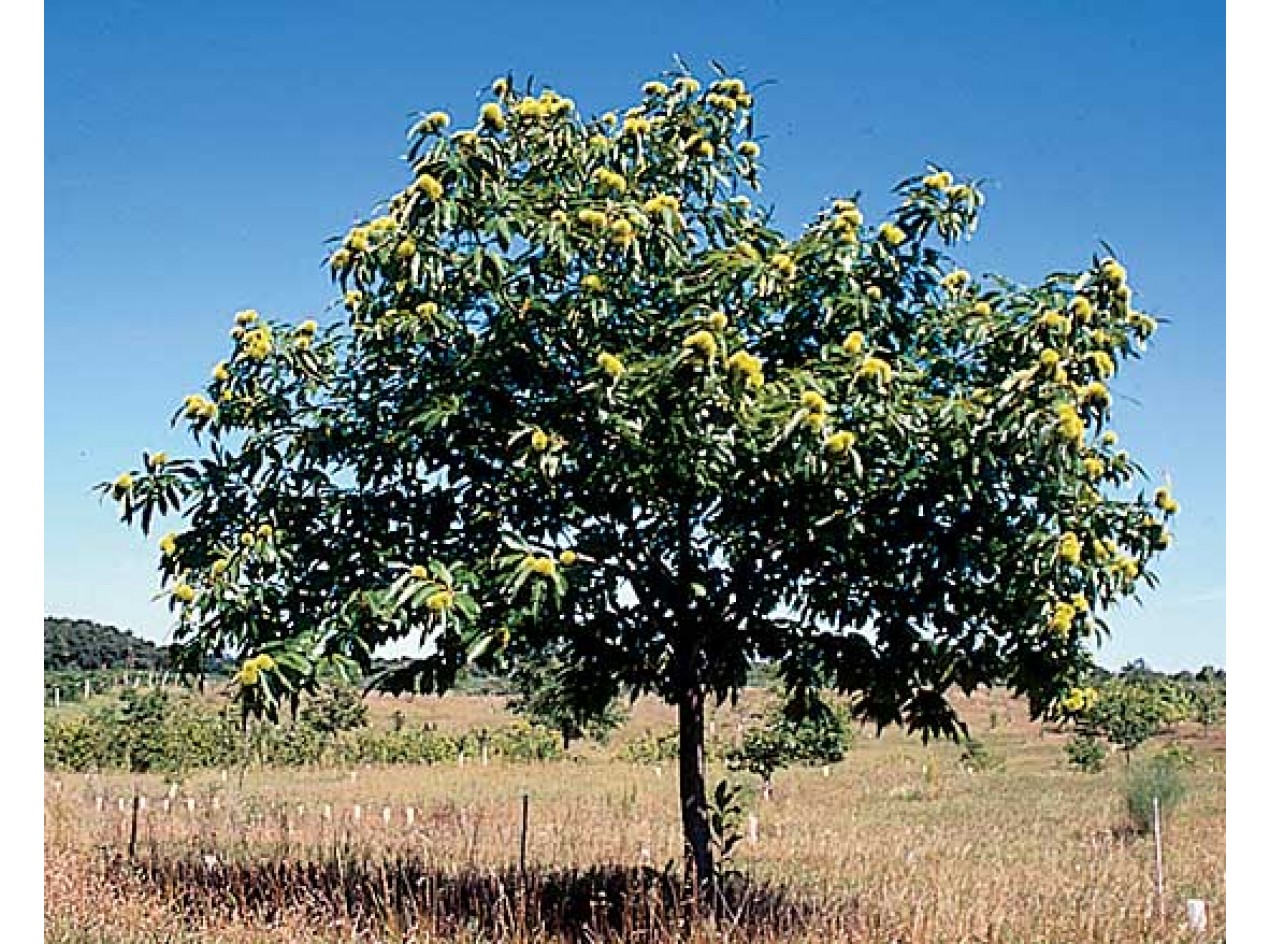 European Hybrid Chestnut