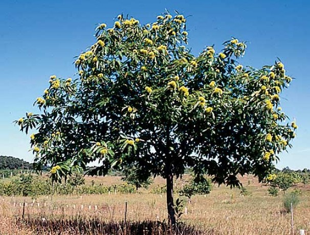 European Hybrid Chestnut