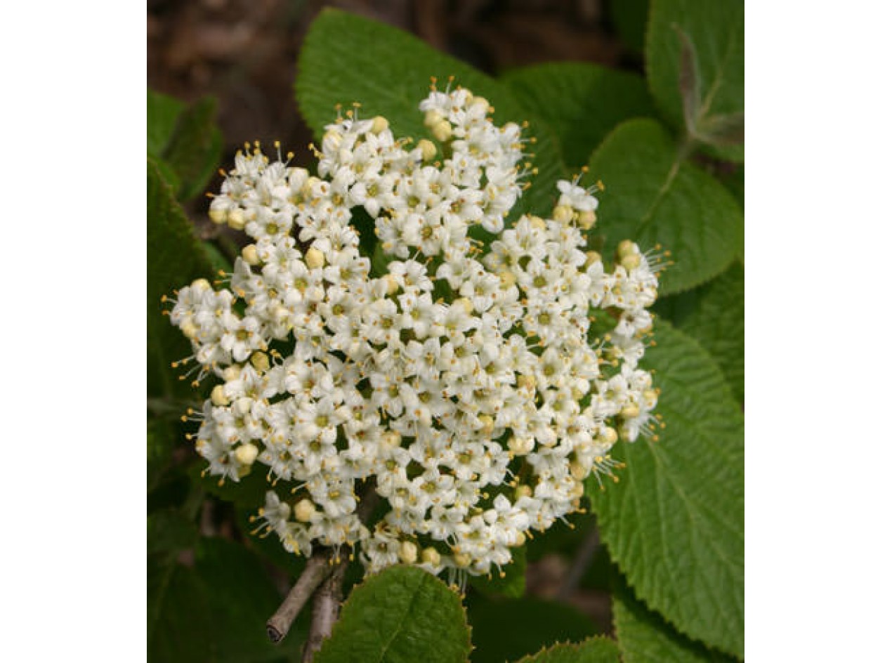 Spice Viburnum