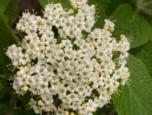 Spice Viburnum Spice Viburnum