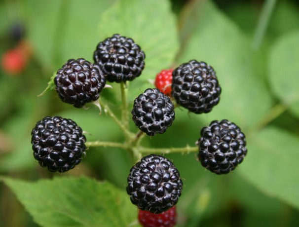 Black Raspberry