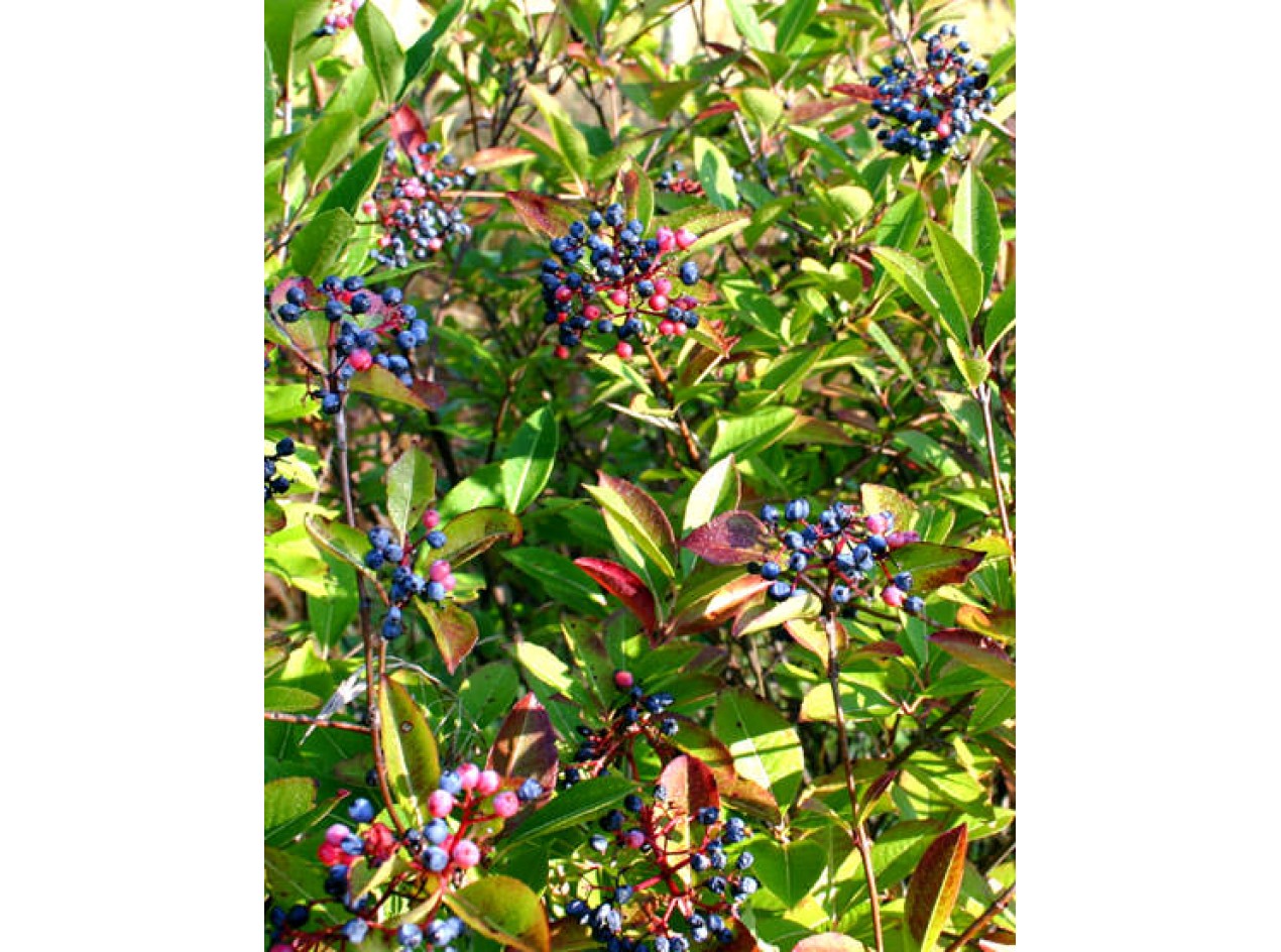 Northern Wild Raisin