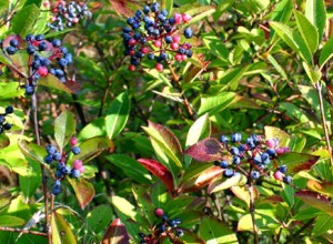 Northern Wild Raisin