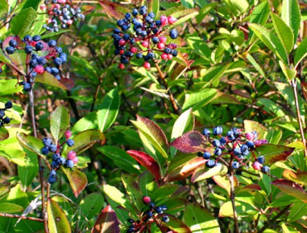 Northern Wild Raisin Northern Wild Raisin