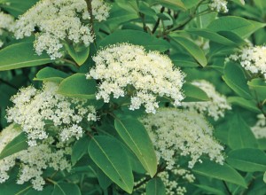 Northern Wild Raisin