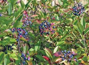 Northern Wild Raisin