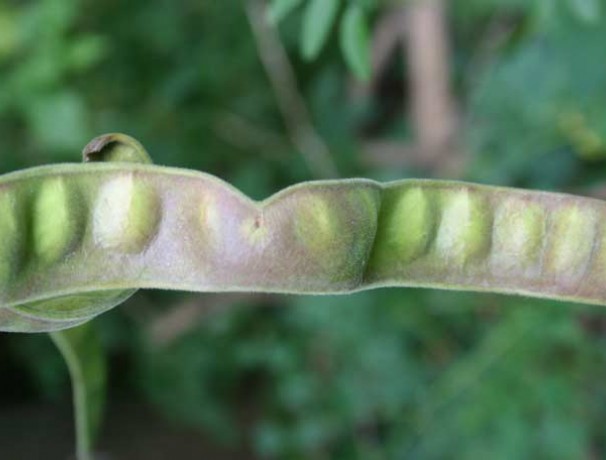 Wild Honeylocust Wild Honeylocust