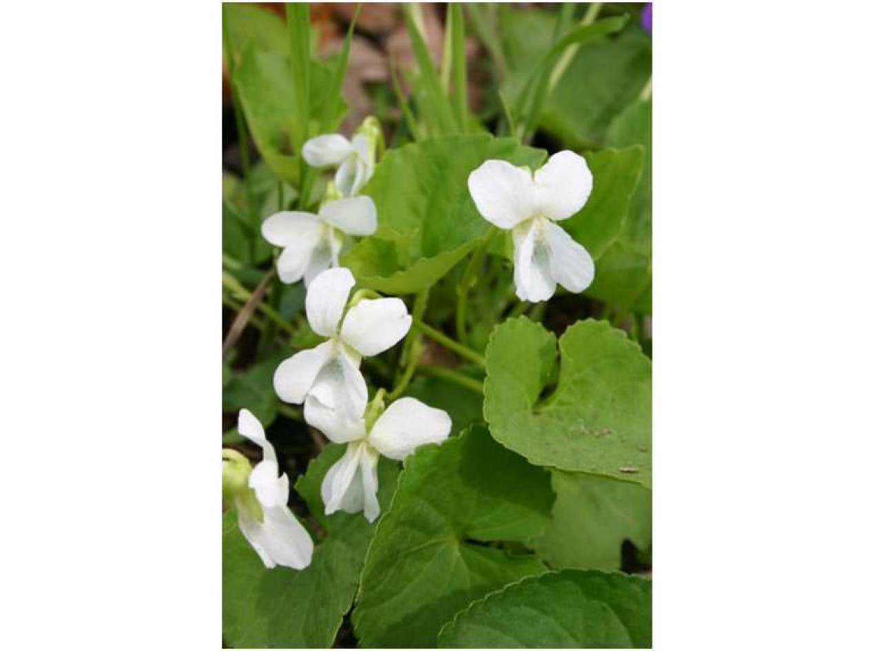 'Edible White' Wild Violet