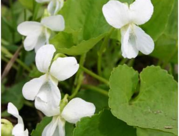 'Edible White' Wild Violet 'Edible White' Wild Violet
