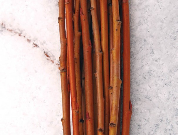 Red Willow Red Willow