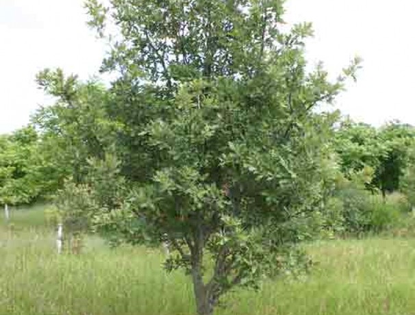 Northern Live Oak Northern Live Oak