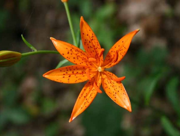 Wild Lily