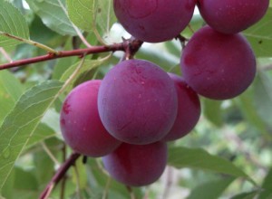 Wild Goose Plum