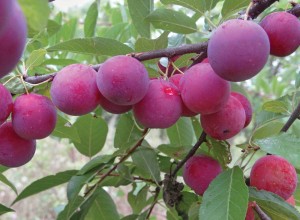 Wild Goose Plum
