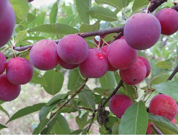 Wild Goose Plum
