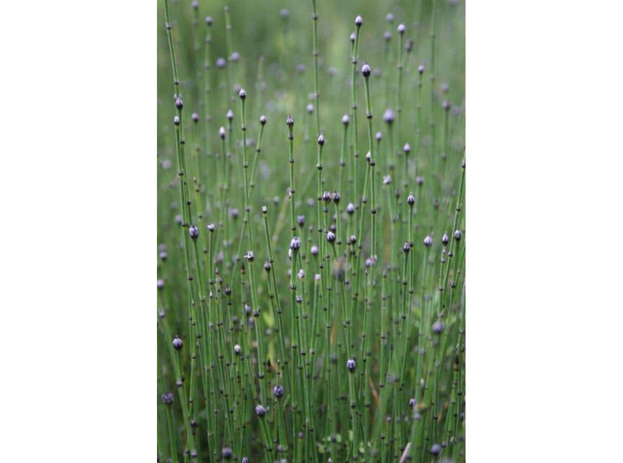 'Equidistance' Horsetail