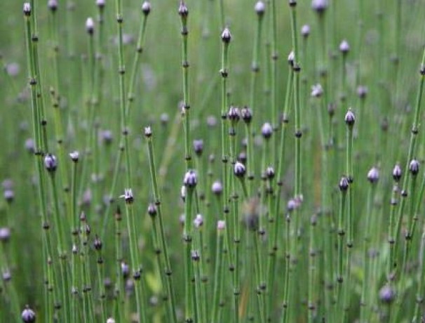 'Equidistance' Horsetail 'Equidistance' Horsetail