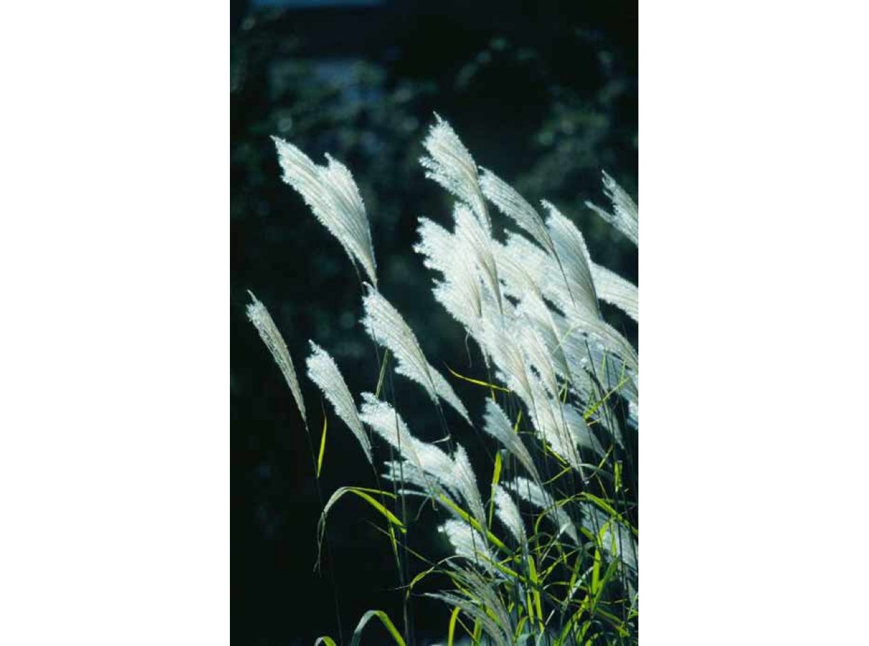 Russian Amur Silvergrass