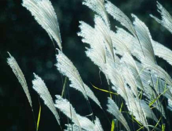 Russian Amur Silvergrass Russian Amur Silvergrass
