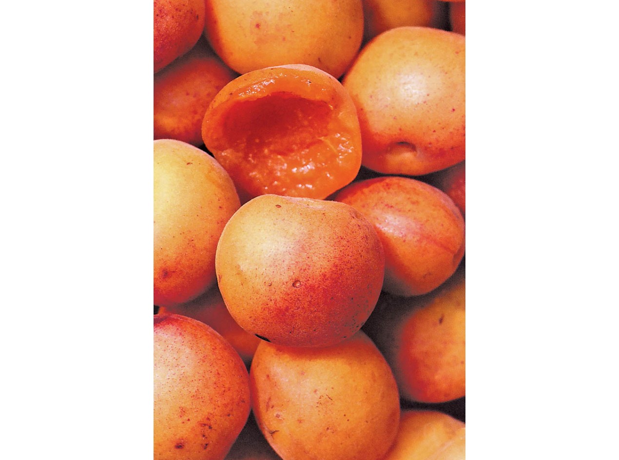 Briana Apricot