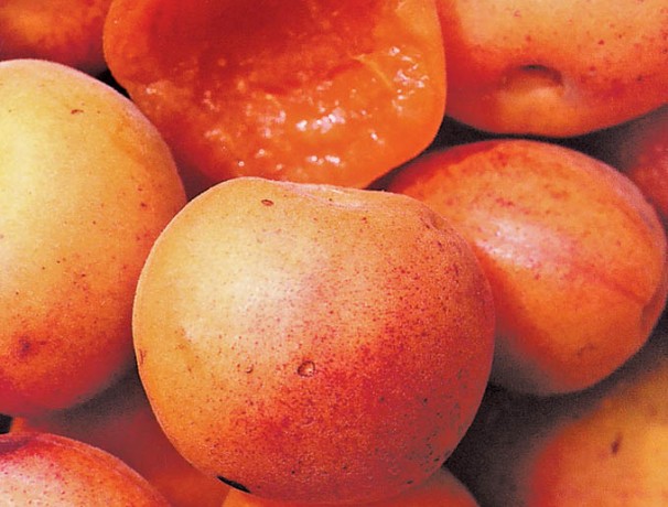 Briana Apricot