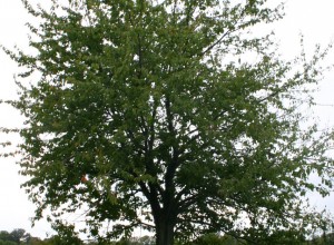 Black Forest Sweet Cherry