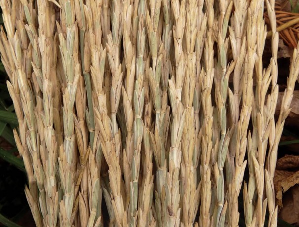 Perennial Wheat Perennial Wheat