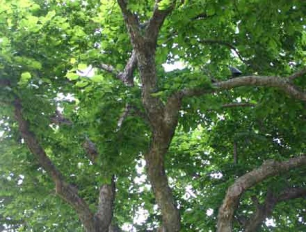 Red Mulberry Red Mulberry