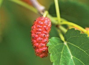 Red Mulberry