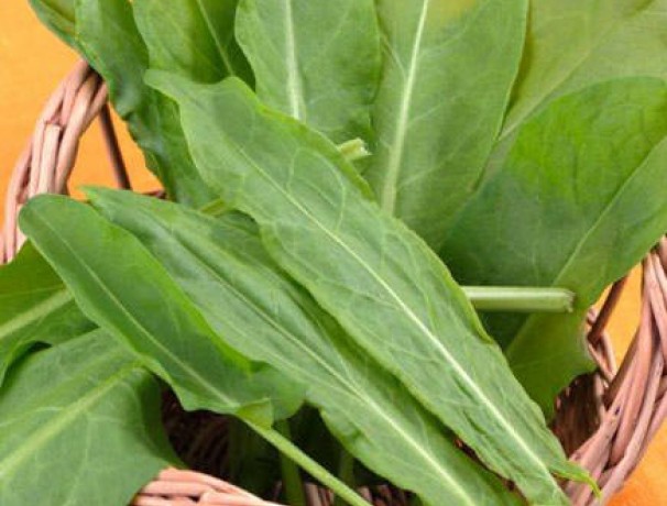 Broad Leaved Sorrel Broad Leaved Sorrel