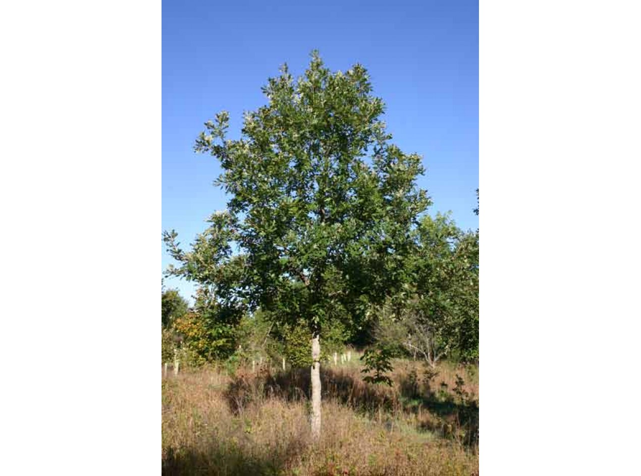 Nutty Bur Oak