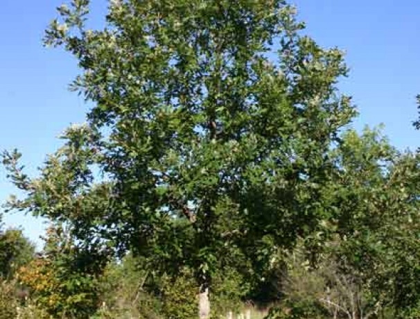 Nutty Bur Oak
