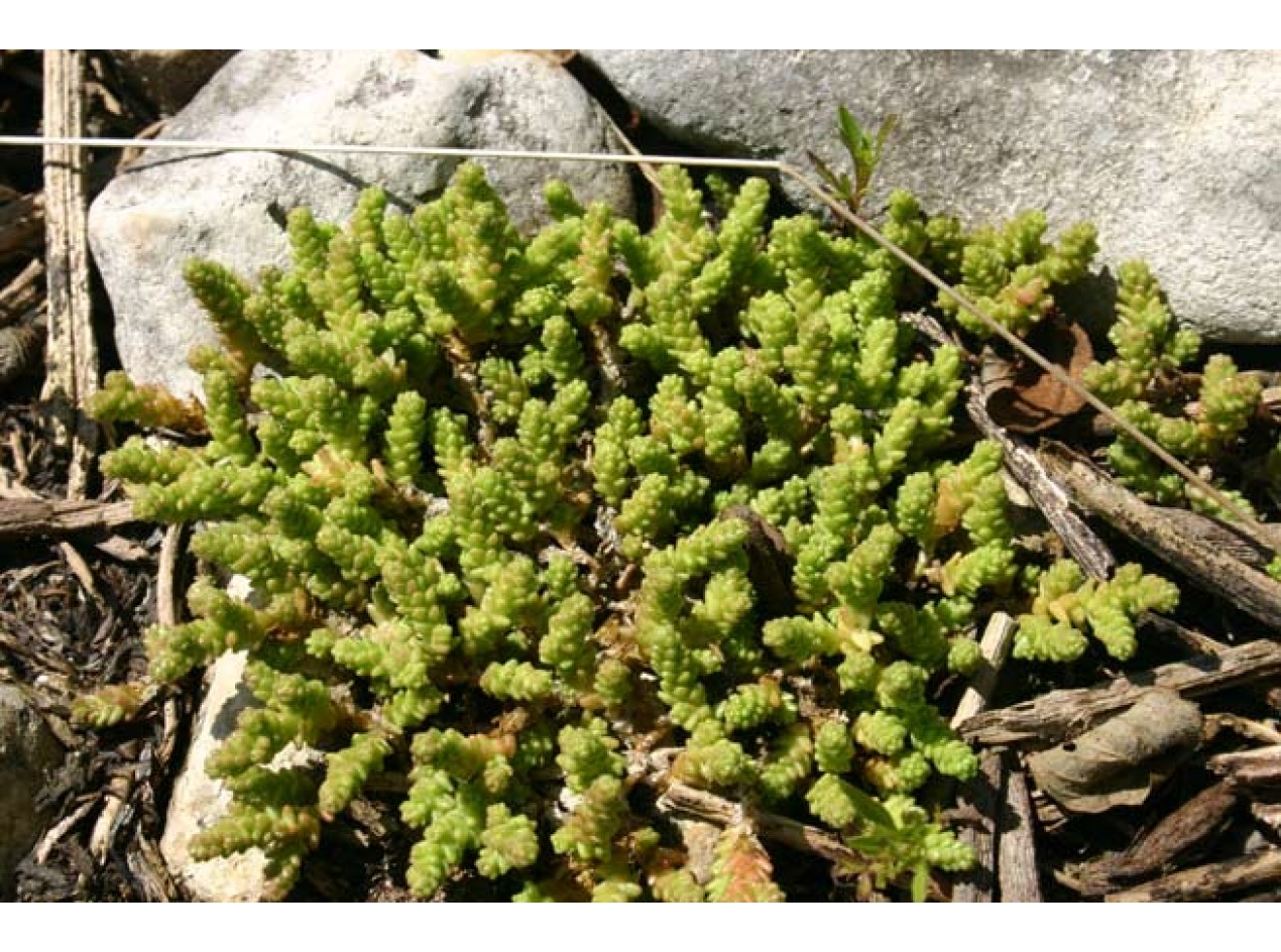 Rooftop Sedum