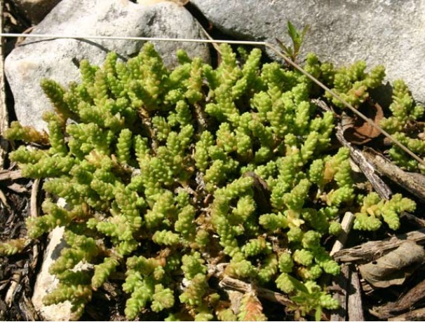 Rooftop Sedum
