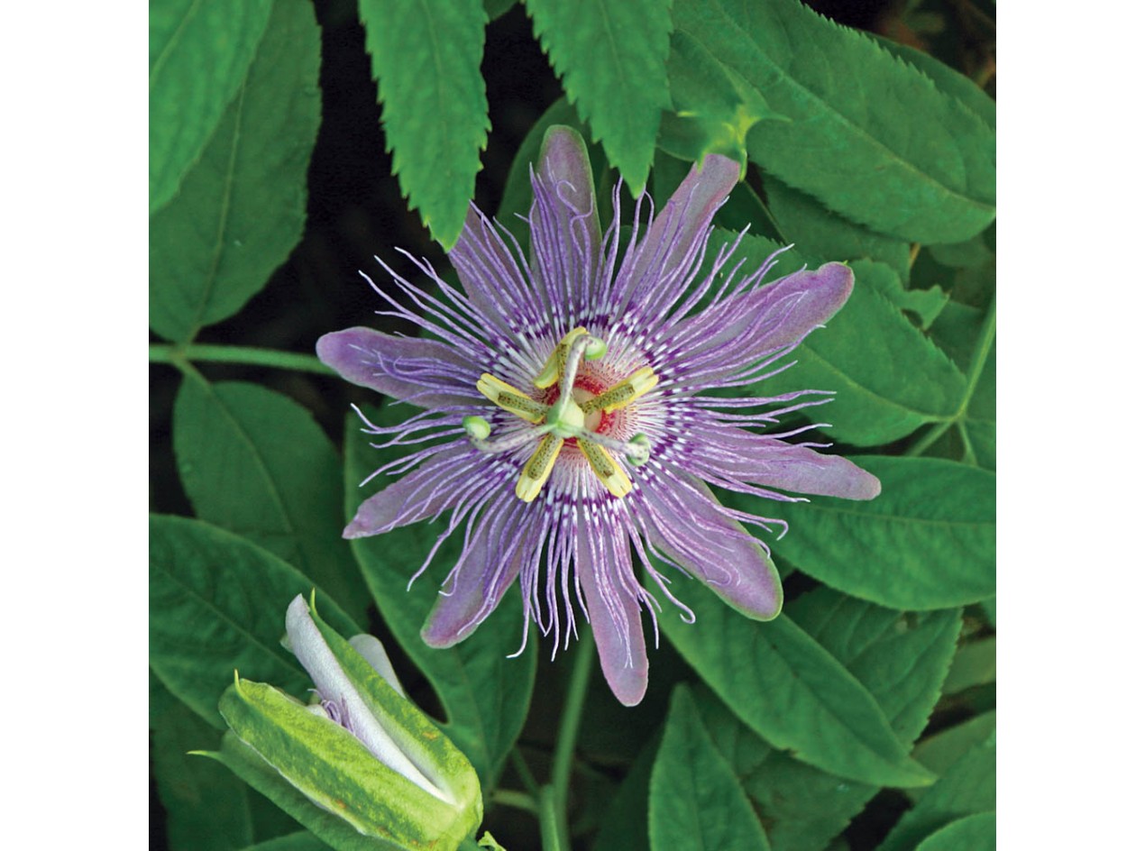 Maypop