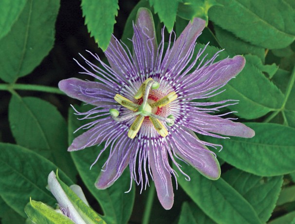 Maypop Maypop
