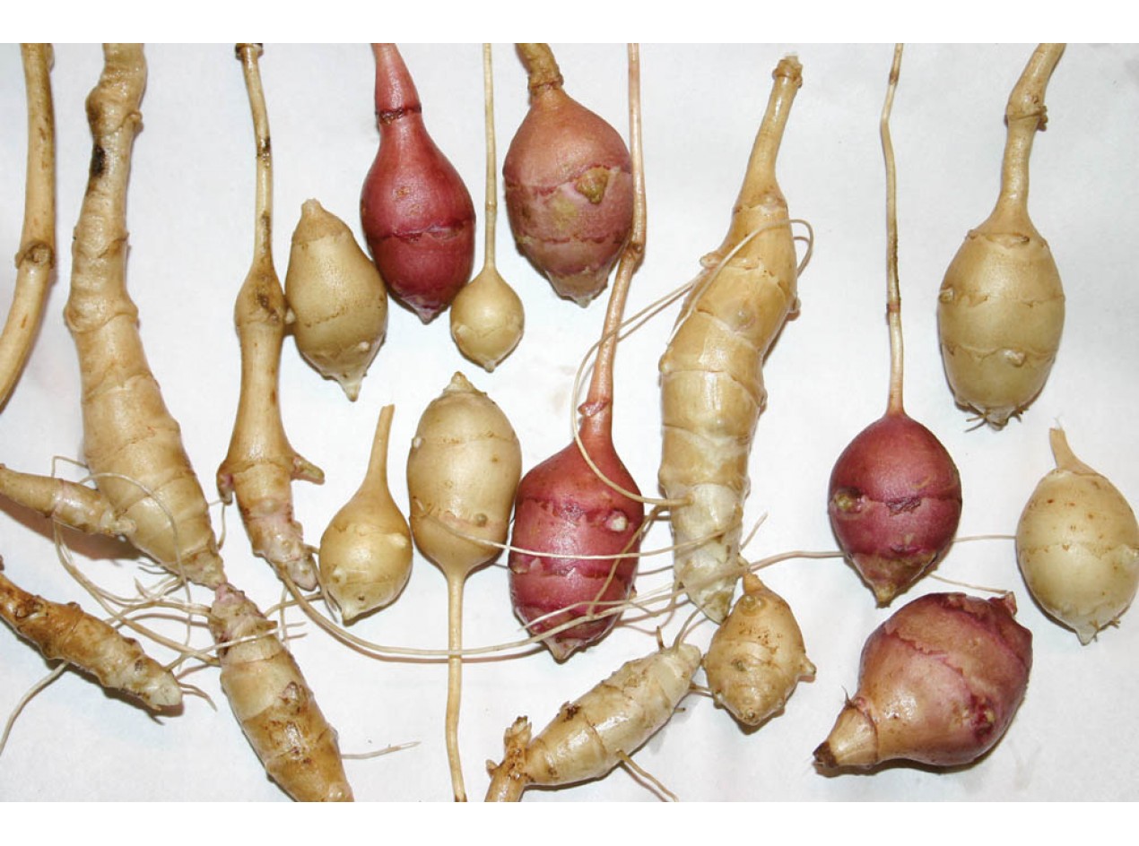 Jerusalem Artichoke Seeds