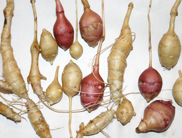 Jerusalem Artichoke Seeds