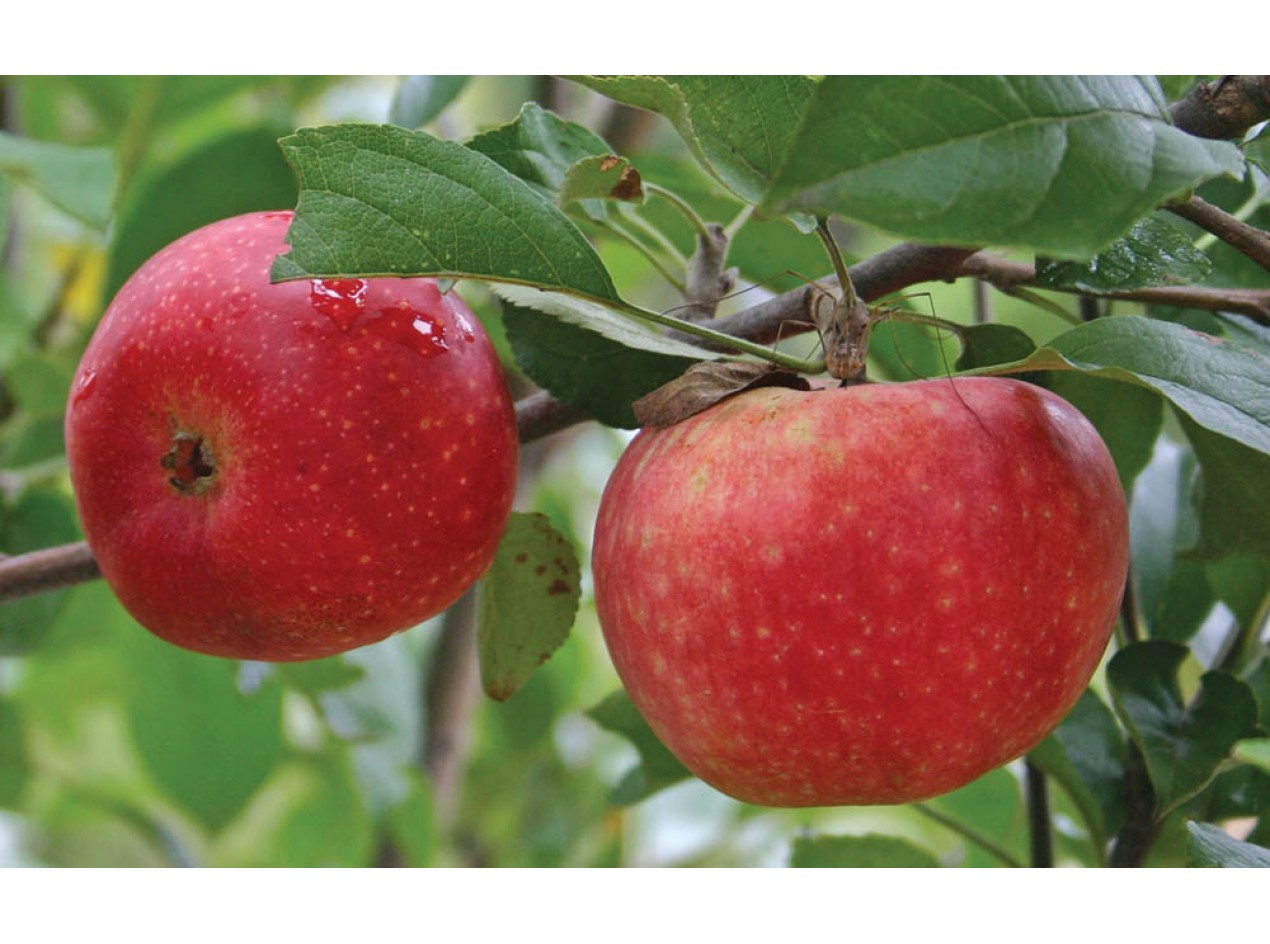'Ecos Red' Apple