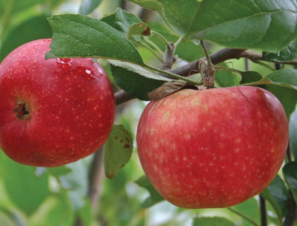 'Ecos Red' Apple